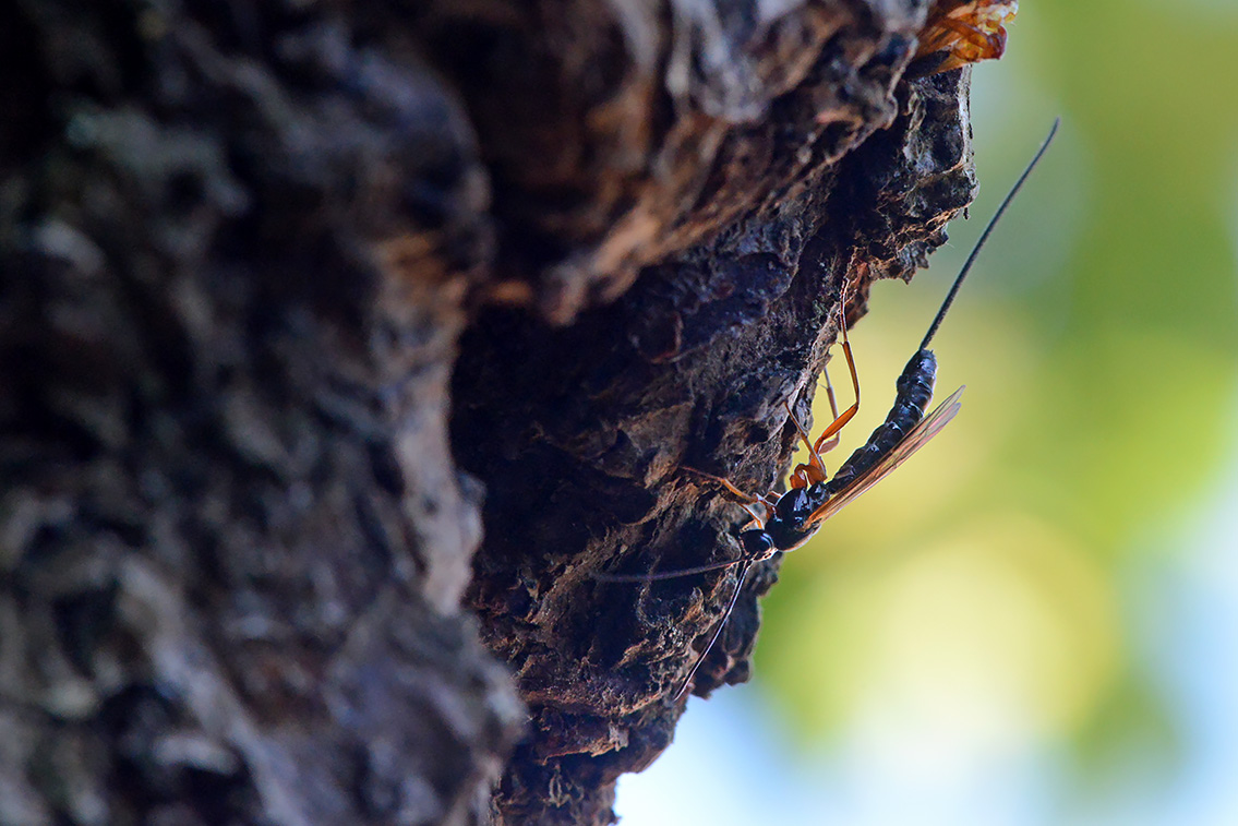 lissonota fundator 6-2021 7593