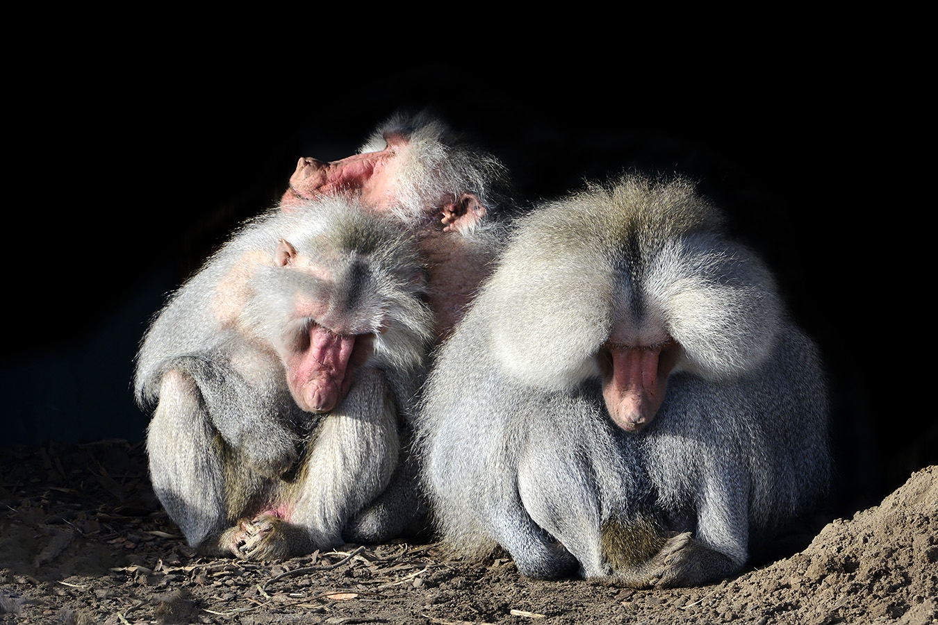 mantelbaviaan (papio hamadryas 11-2022 5693