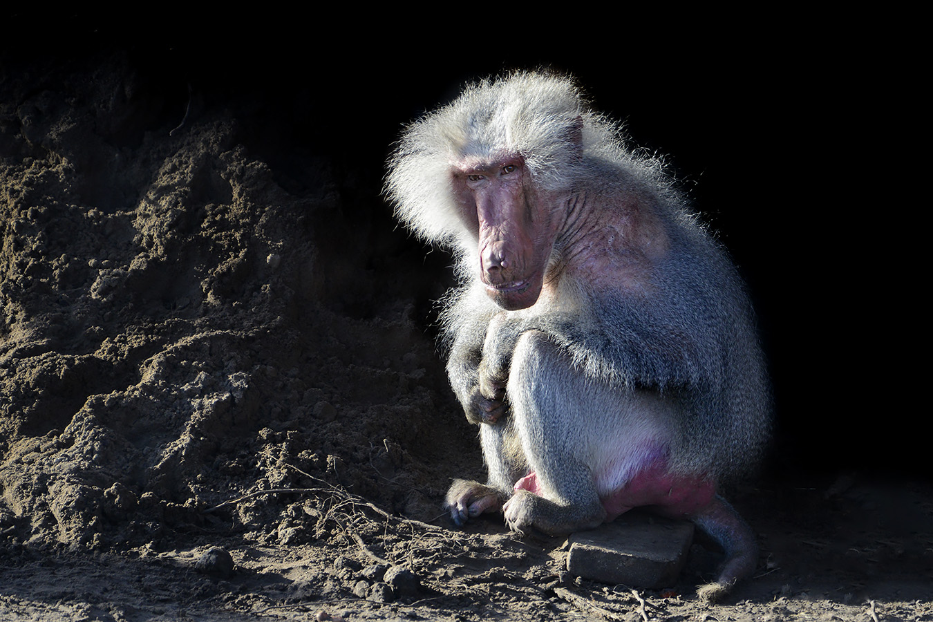 mantelbaviaan (papio hamadryas 11-2022 5838