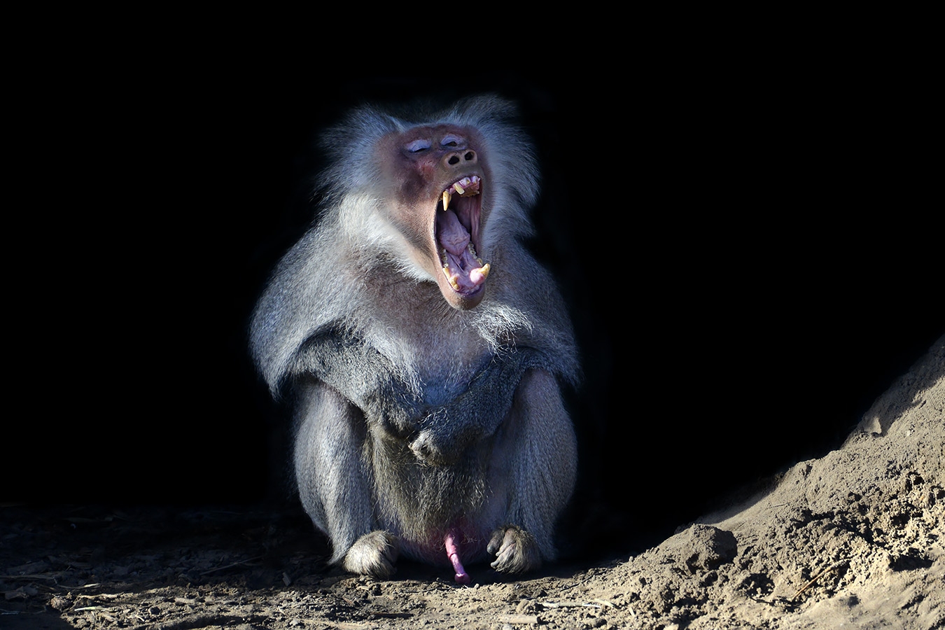 mantelbaviaan (papio hamadryas 11-2022 5893