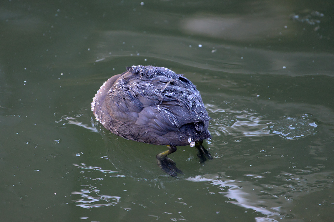meerkoet (Fulica atra) 2-2021 5907