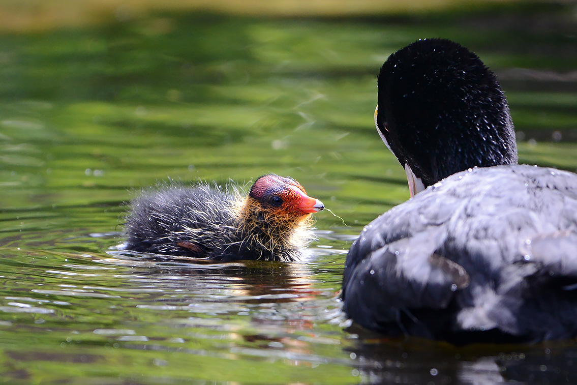 meerkoet (Fulica atra) 5-2021 7092