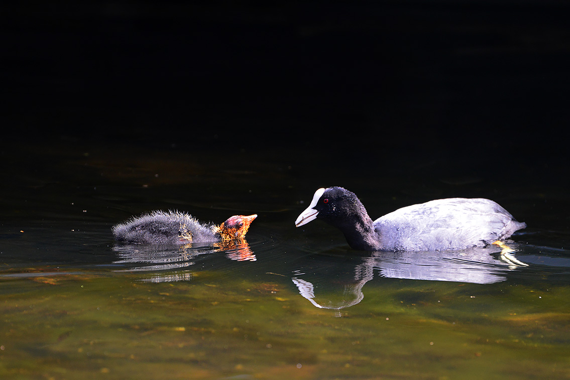 meerkoet (Fulica atra) 5-2021 7154