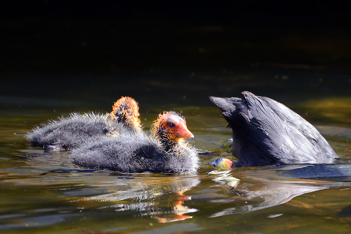 meerkoet (Fulica atra) 5-2021 7162-