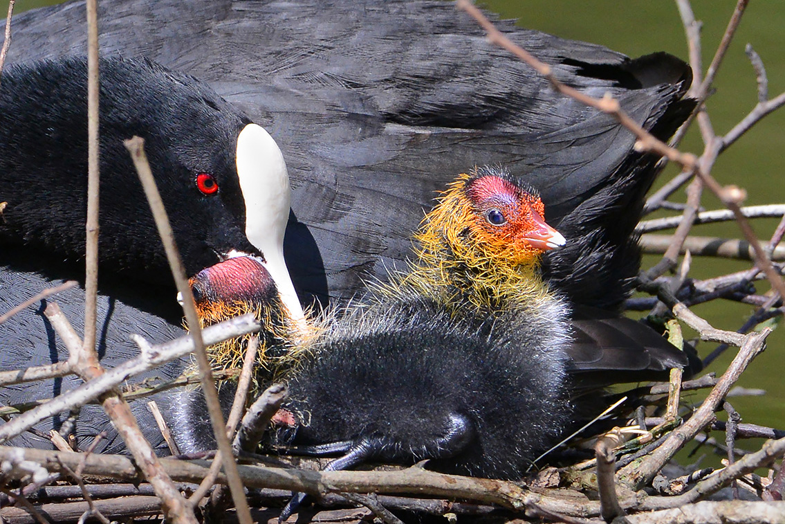 meerkoet (Fulica atra) 5-2021 7210-