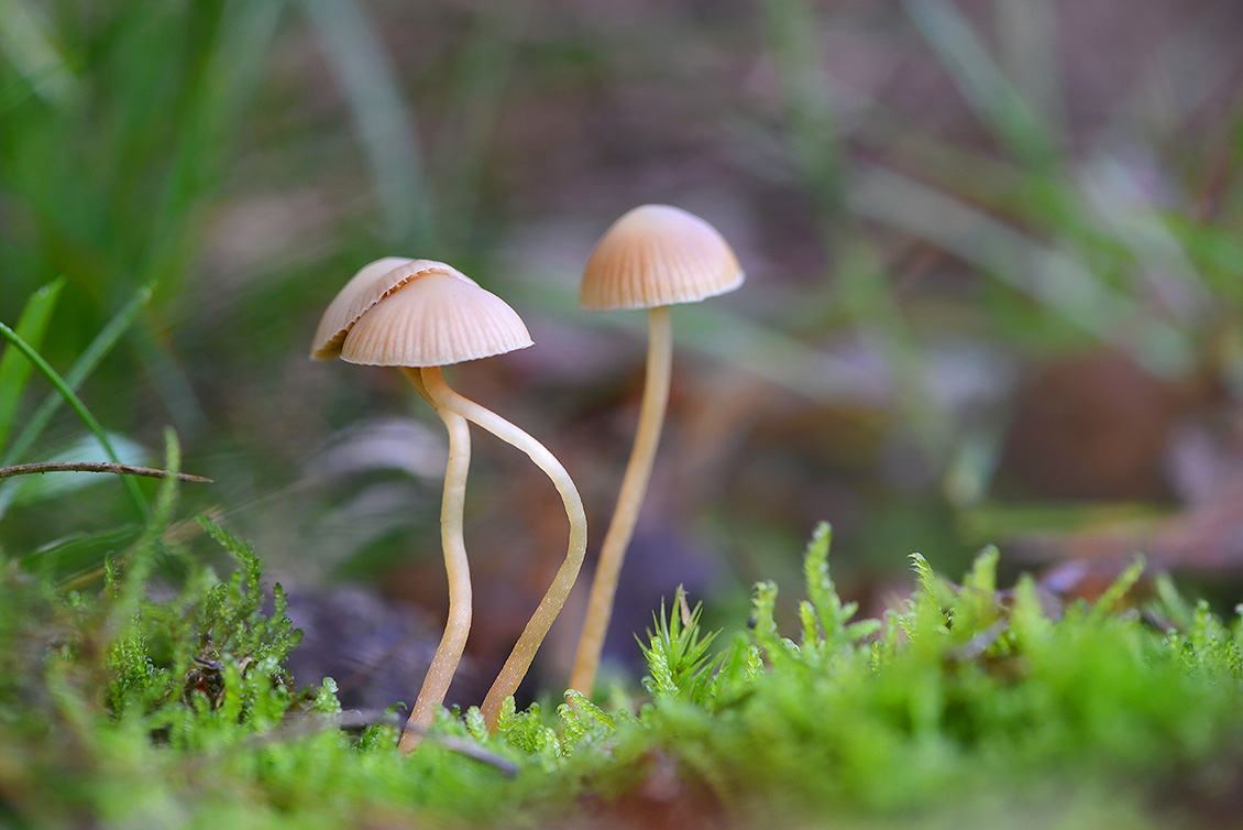 melksteelmycena (mycena galopus) 11-2019 0738