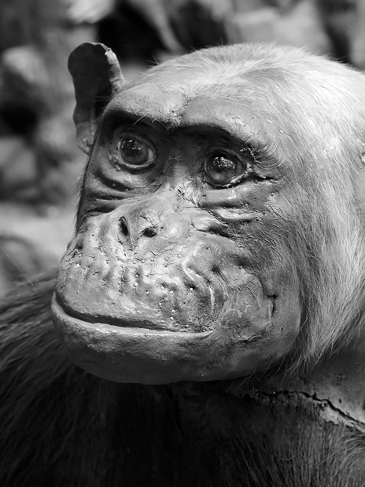 missiemuseum steyl 5-2022 3097