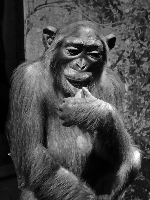 mnhn parijs 12-2015 8403