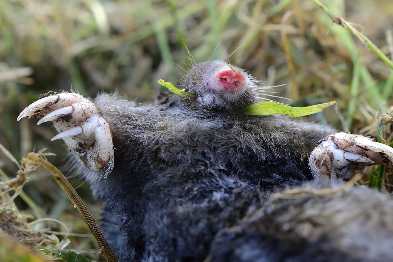 mol (talpa europaea) 9-2024 1456