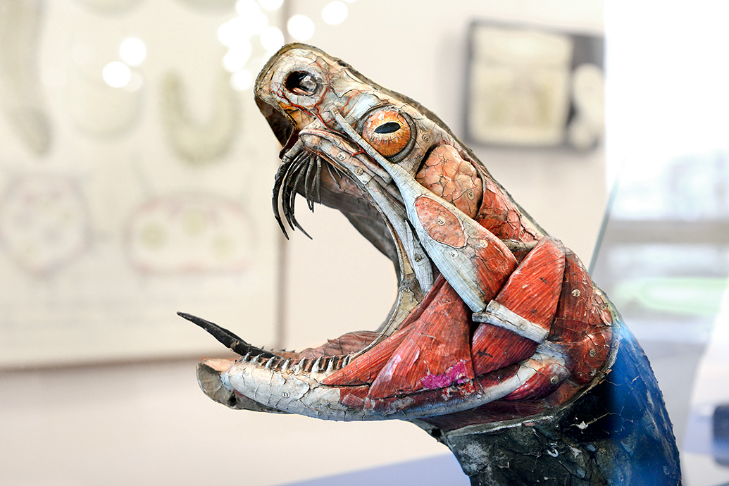 musee des ecorches de anatomie neubourg 10-2021 0448