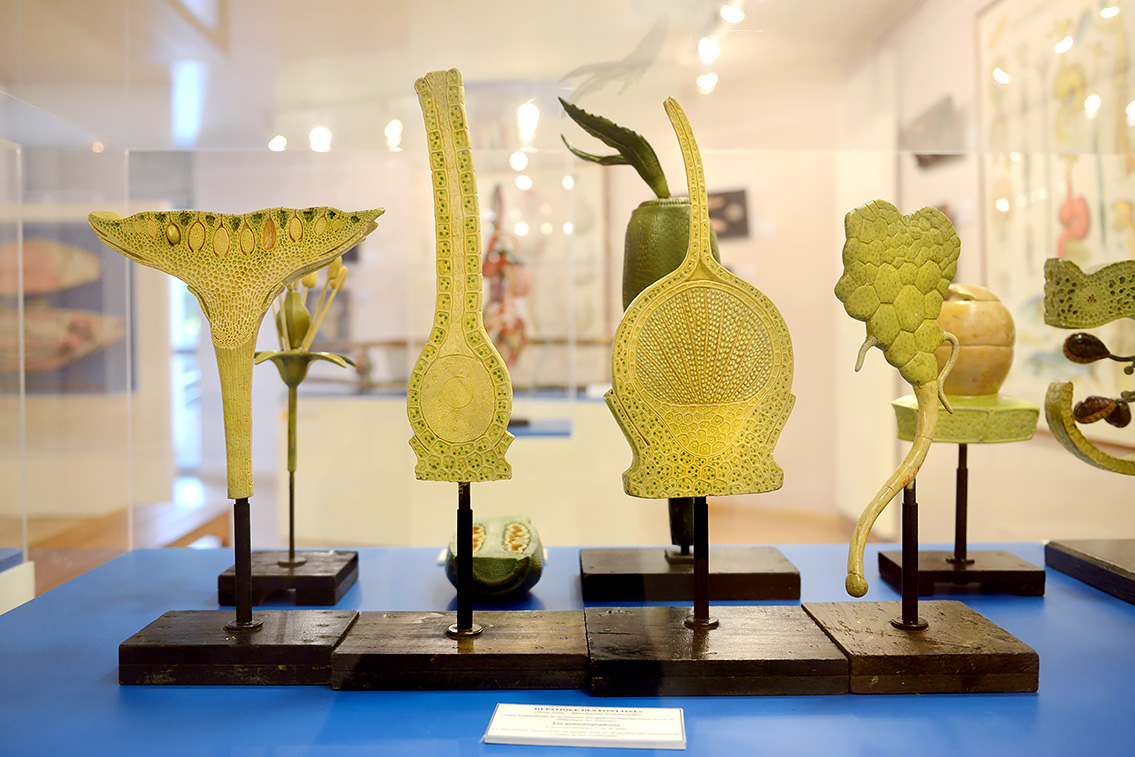 musee des ecorches de anatomie neubourg 10-2021 0451