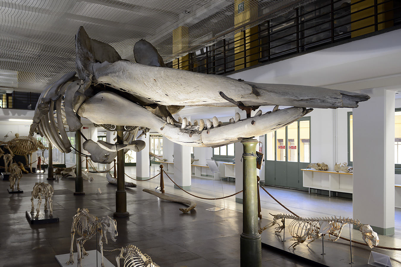 museo di anatomia comparata bologna 8-2022 4683