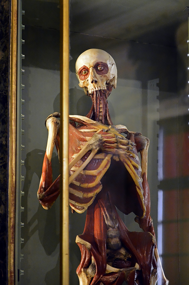 museo di anatomia umana bologna 8-2022 4050