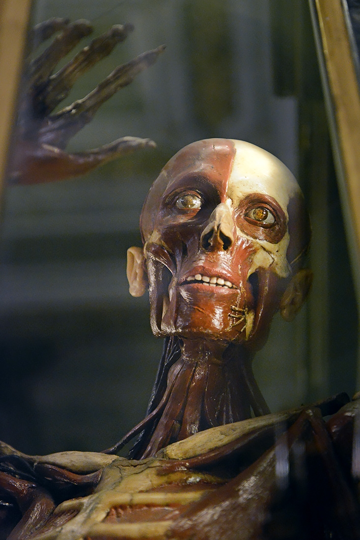 museo di anatomia umana bologna 8-2022 4729