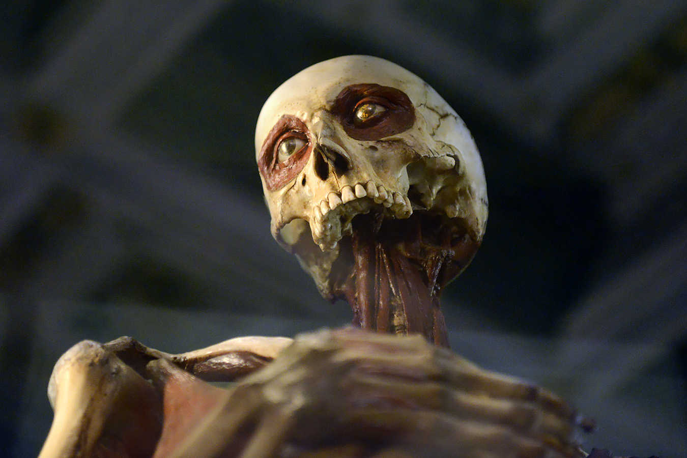 museo di anatomia umana bologna 8-2022 4776