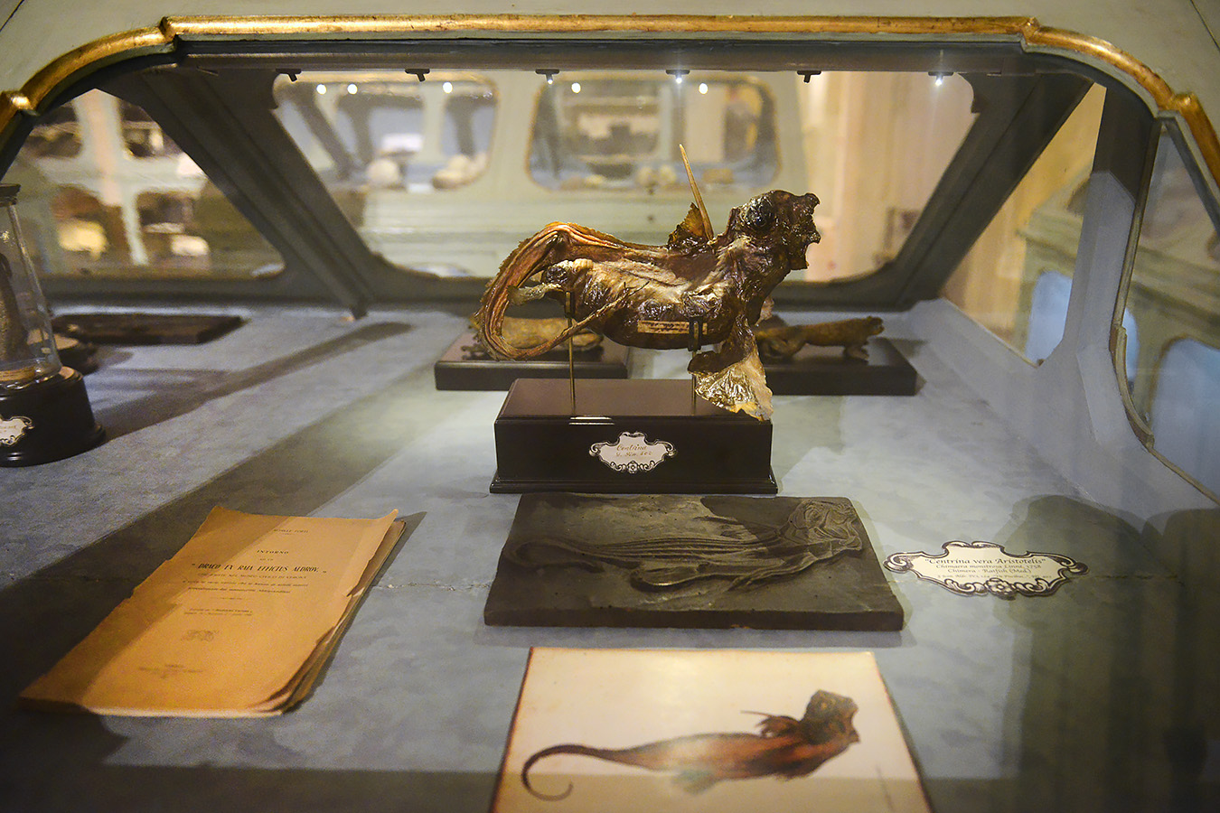 museo di storia naturale bologna 8-2022 3981