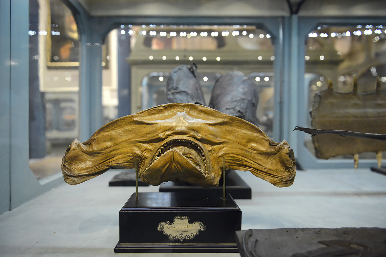 museo di storia naturale bologna 8-2022 4149