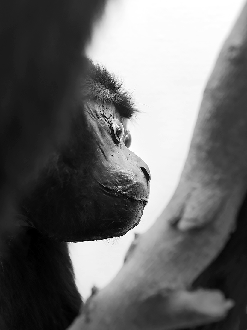 museo di zoologica bologna 8-2022 4500-