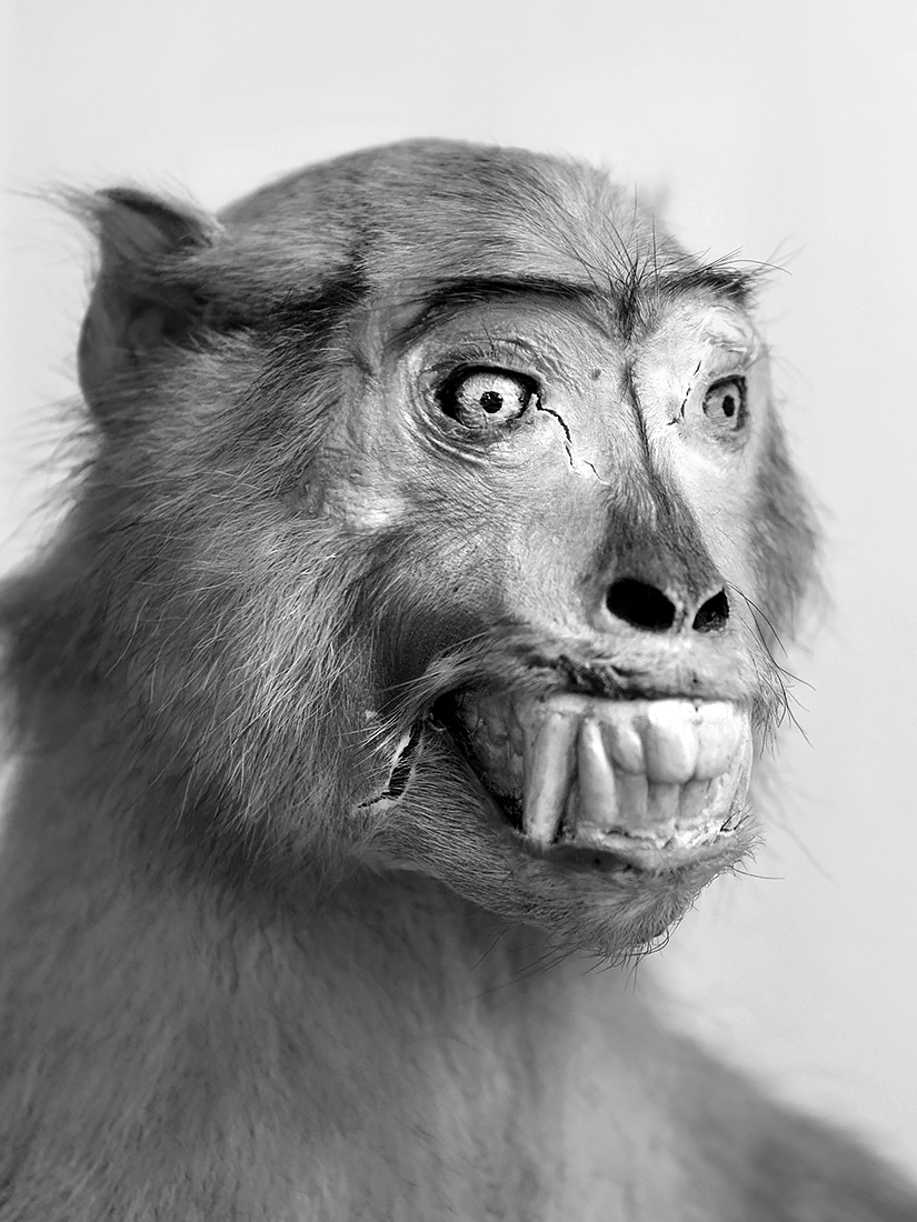 museo di zoologica bologna 8-2022 4512-