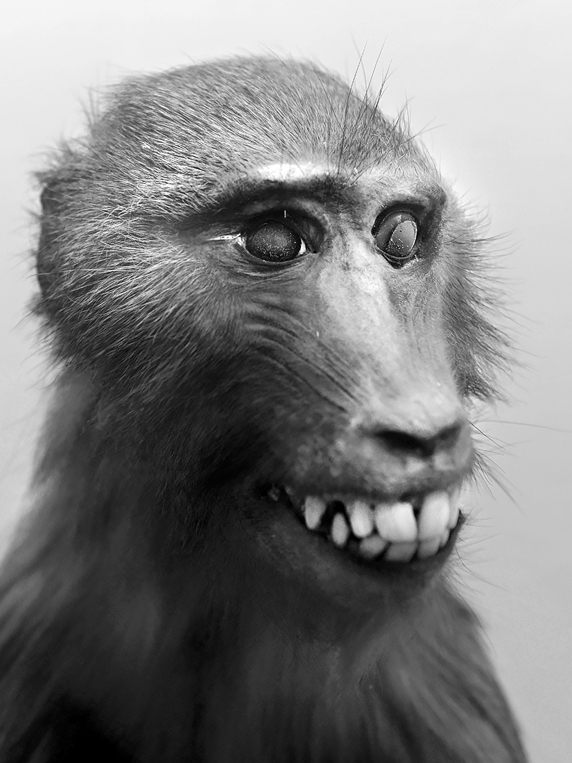 museo di zoologica bologna 8-2022 4517-