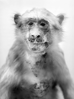 museo di zoologica bologna 8-2022 4524-