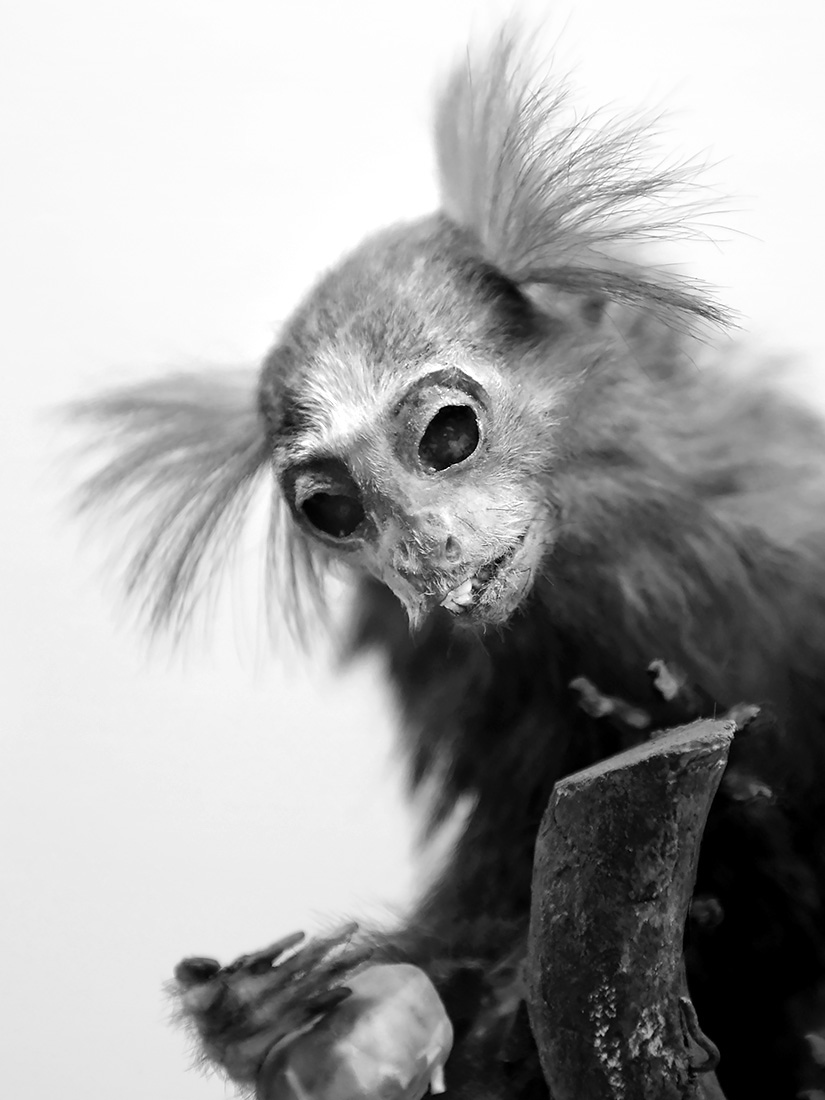 museo di zoologica bologna 8-2022 4612-