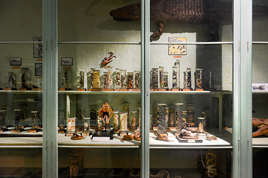 museum de histoire naturelle rouen 8-2021 9449