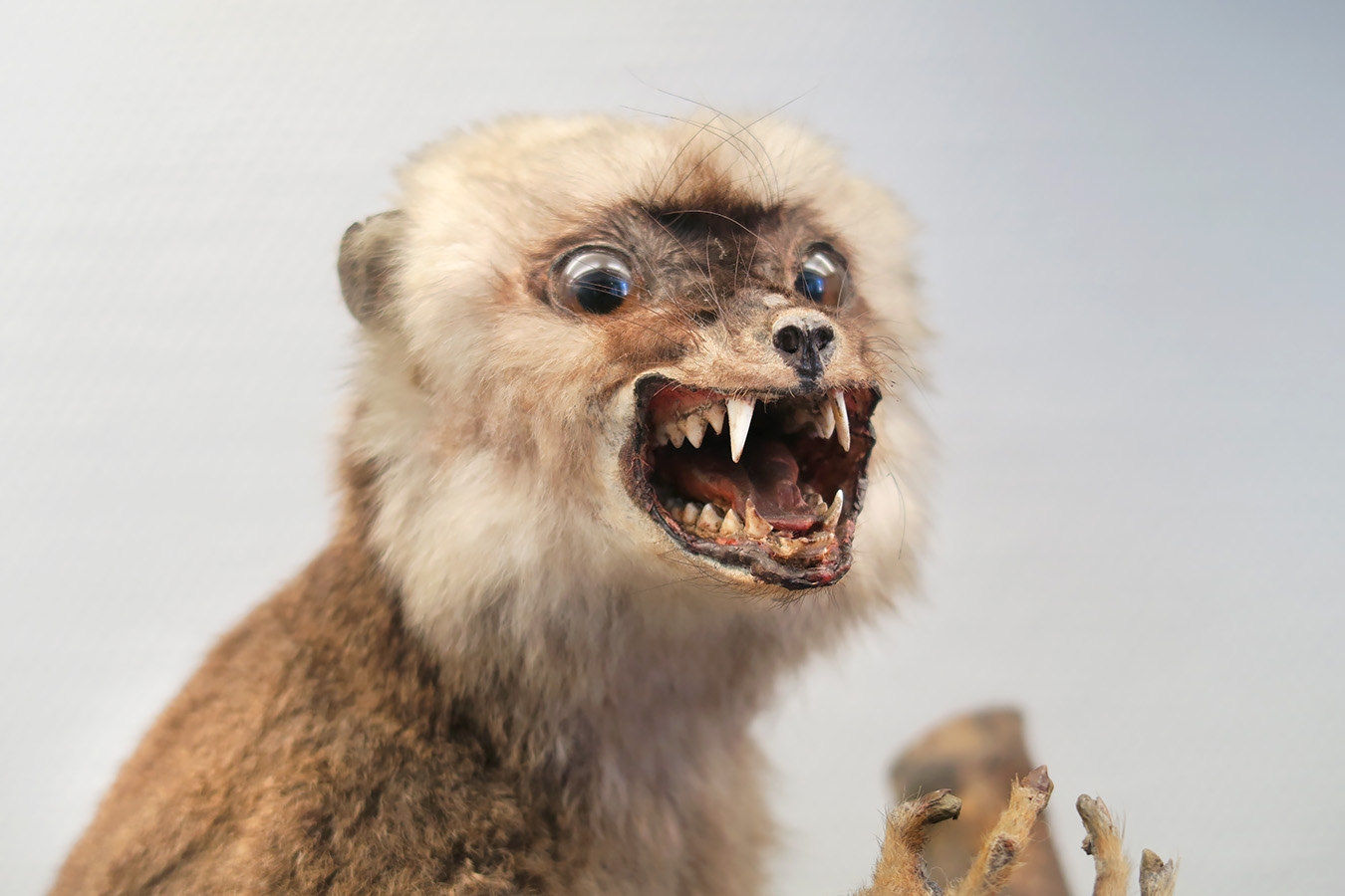 museum de histoire naturelle troyes 8-2025 2806