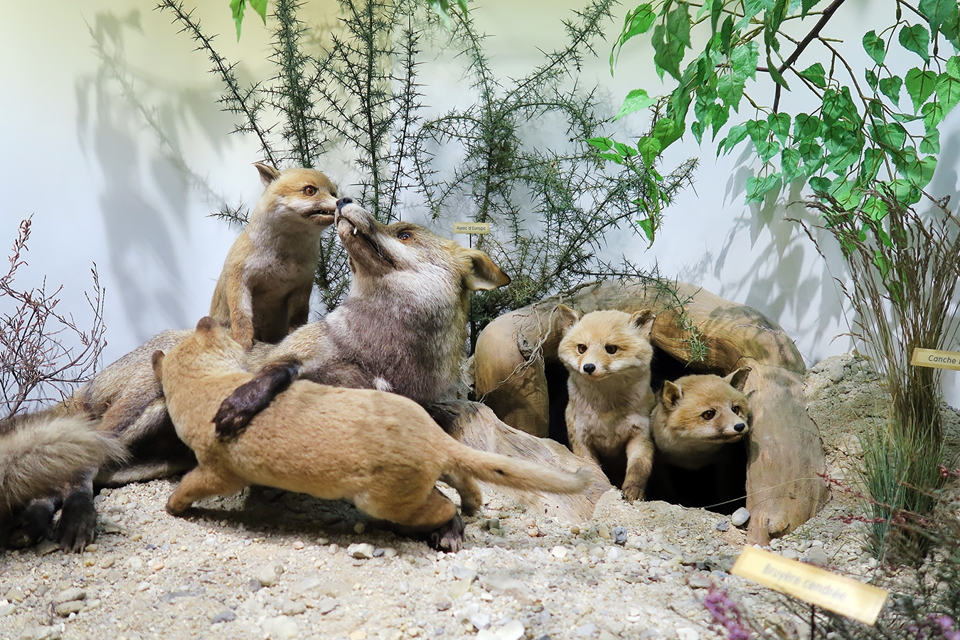 museum dhistoire naturelle blois 8-2025 2279