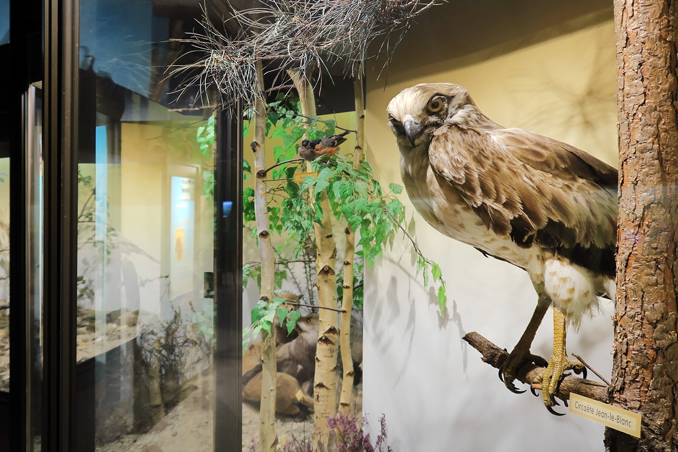 museum dhistoire naturelle blois 8-2025 2289