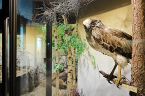 museum dhistoire naturelle blois 8-2025 2289