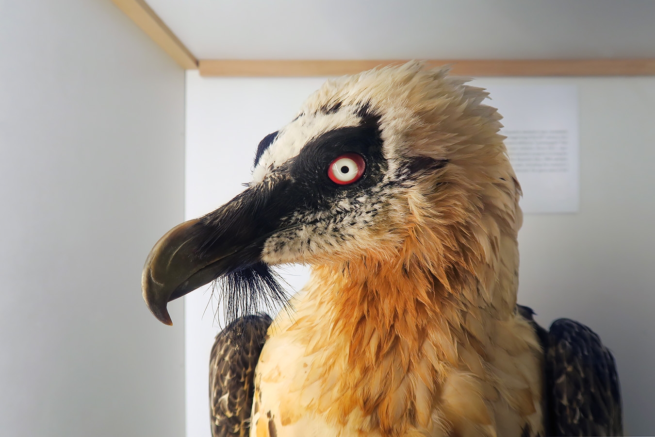 museum fur naturkunde berlin 5-2025 1312