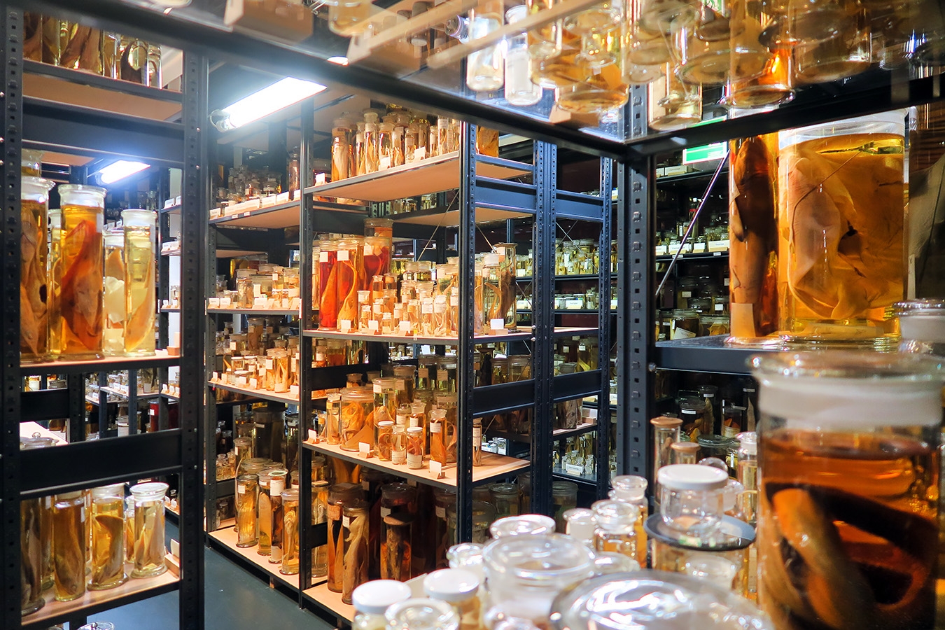 museum fur naturkunde berlin 5-2025 1357