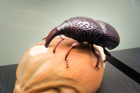 museum fur naturkunde berlin 5-2025 1389