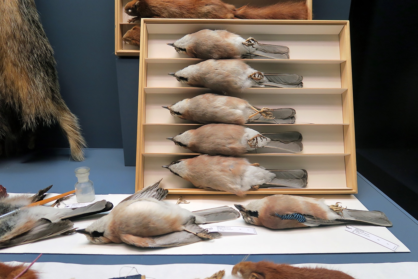 museum fur naturkunde berlin 5-2025 1447