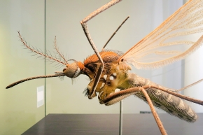 museum fur naturkunde berlin 5-2025 1455