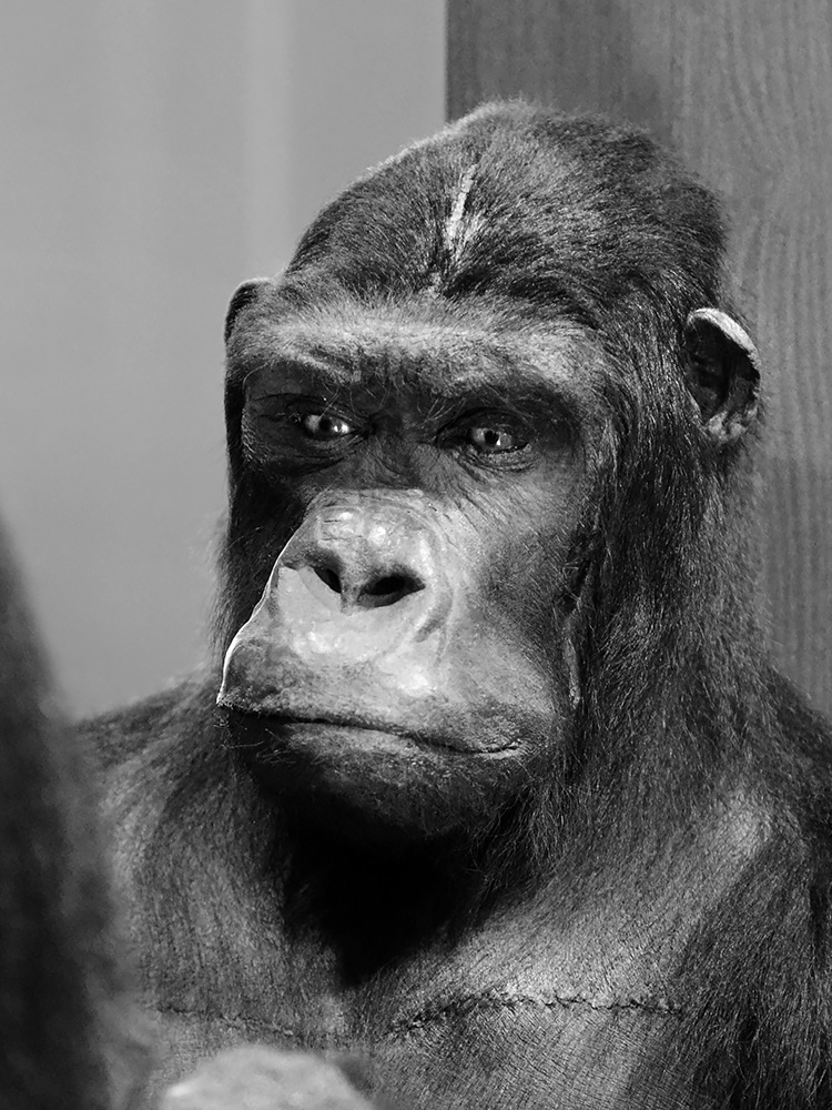 museum voor natuurwetenschappen brussel 11-2022 5513