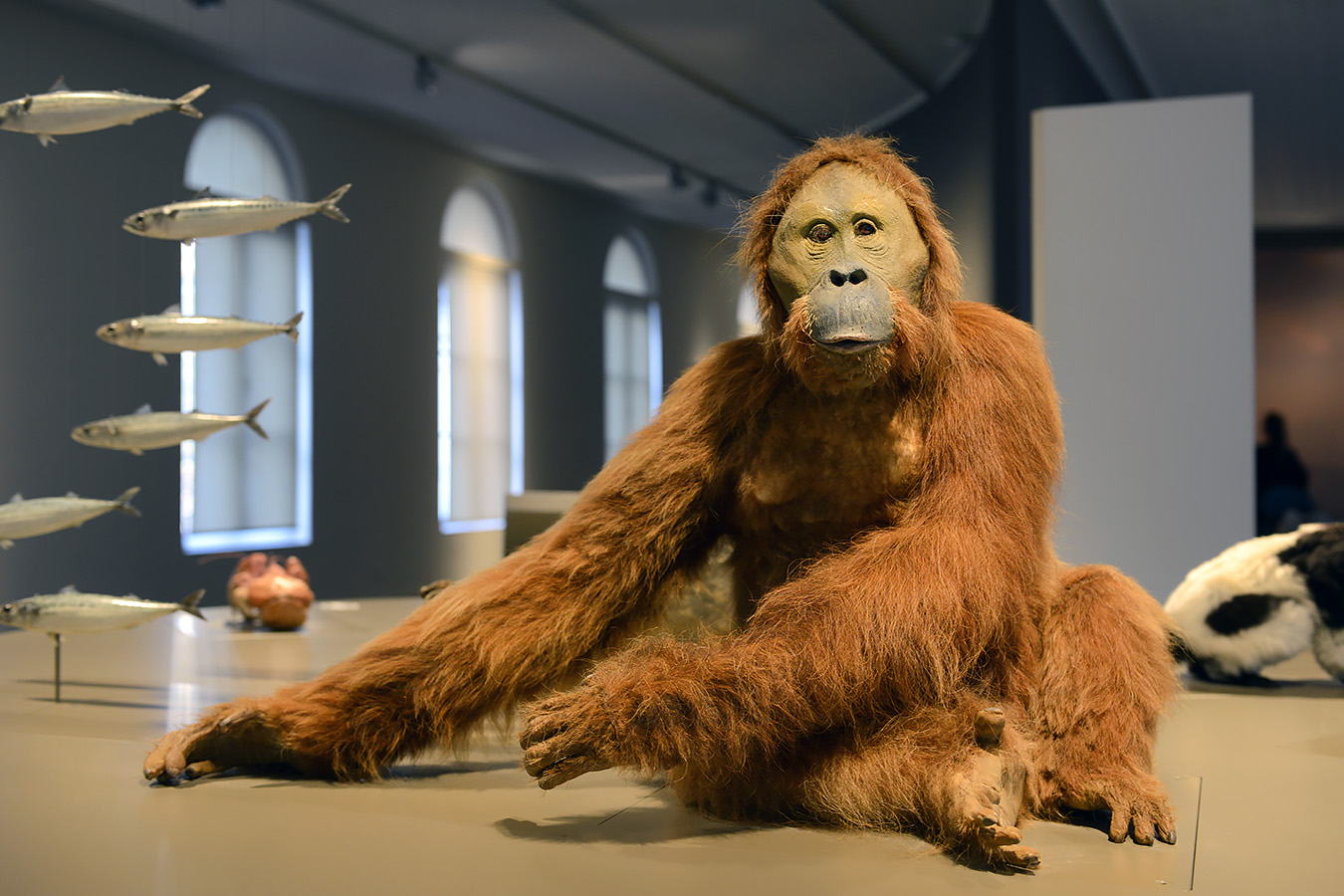 museum voor natuurwetenschappen brussel 11-2022 5641