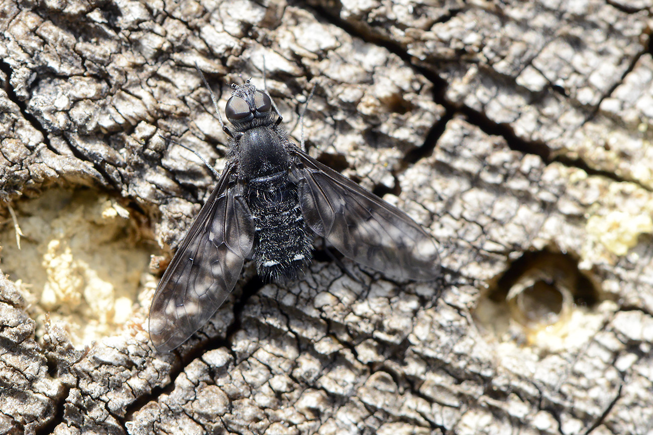 muurrouwzwever (anthrax anthrax) 4-2022 1579