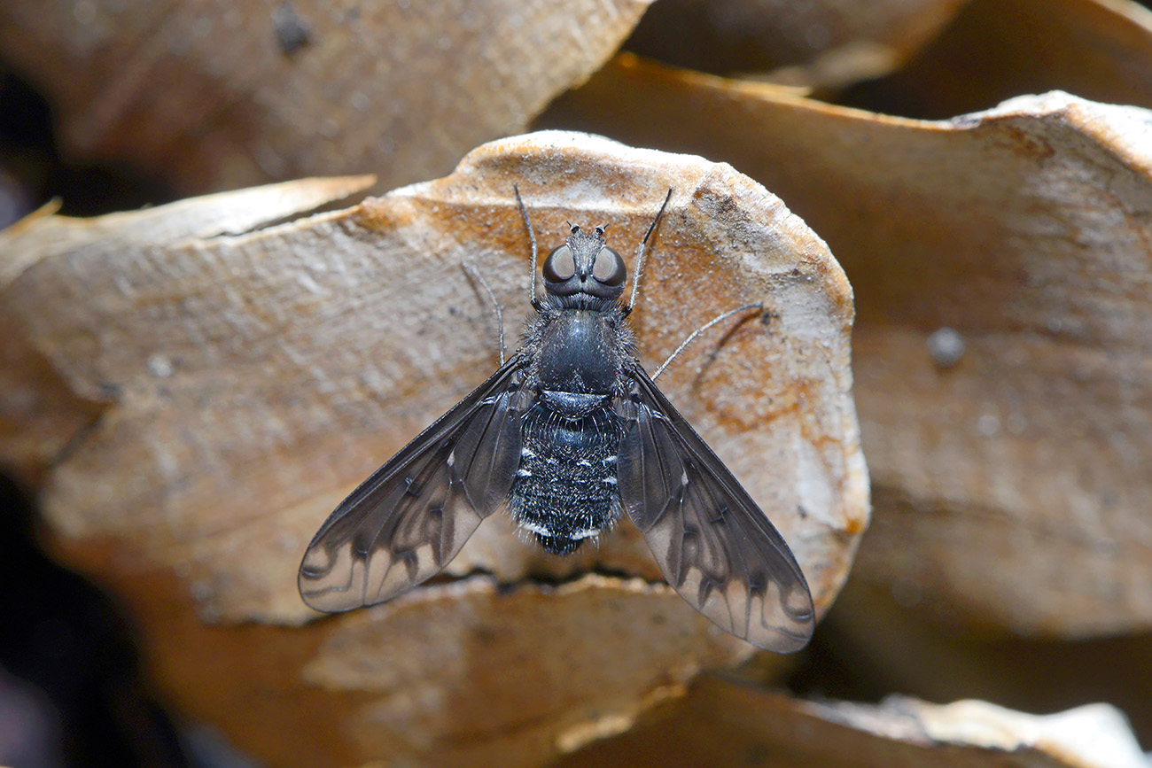 muurrouwzwever (anthrax anthrax) 5-25022 2652