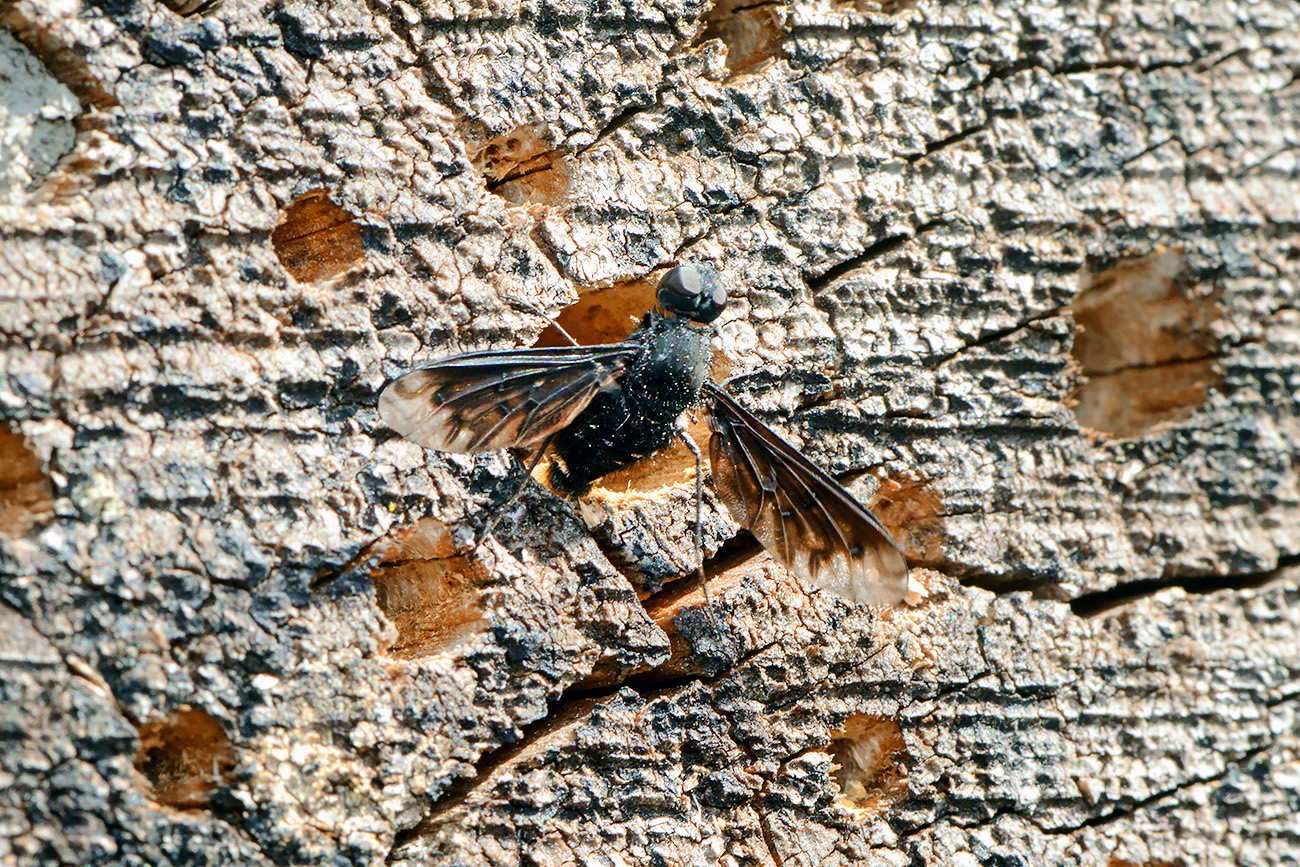 muurrouwzwever (anthrax anthrax) 7-2021 8185