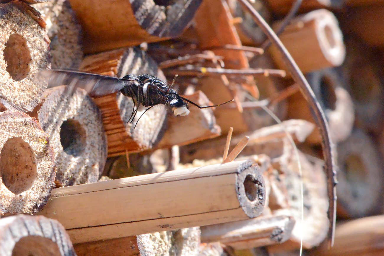 muurrouwzwever (anthrax anthrax) 7-2021 8193