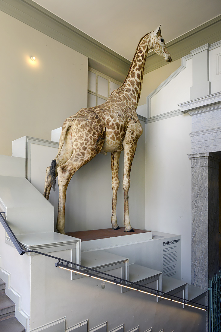 naturhistorisches museum basel 8-2022 4904