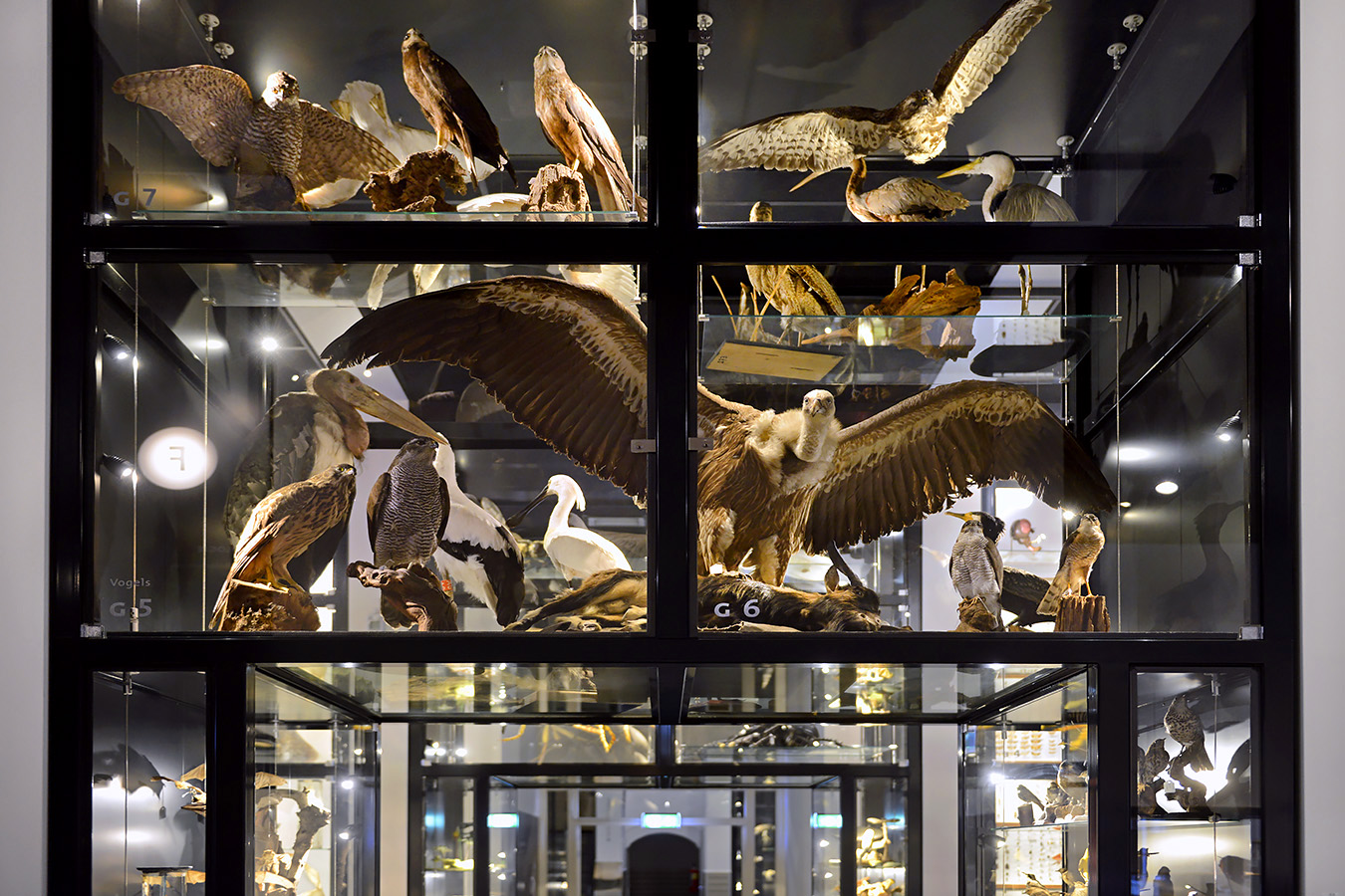natuurmuseum brabant tilburg 1-2023 6029