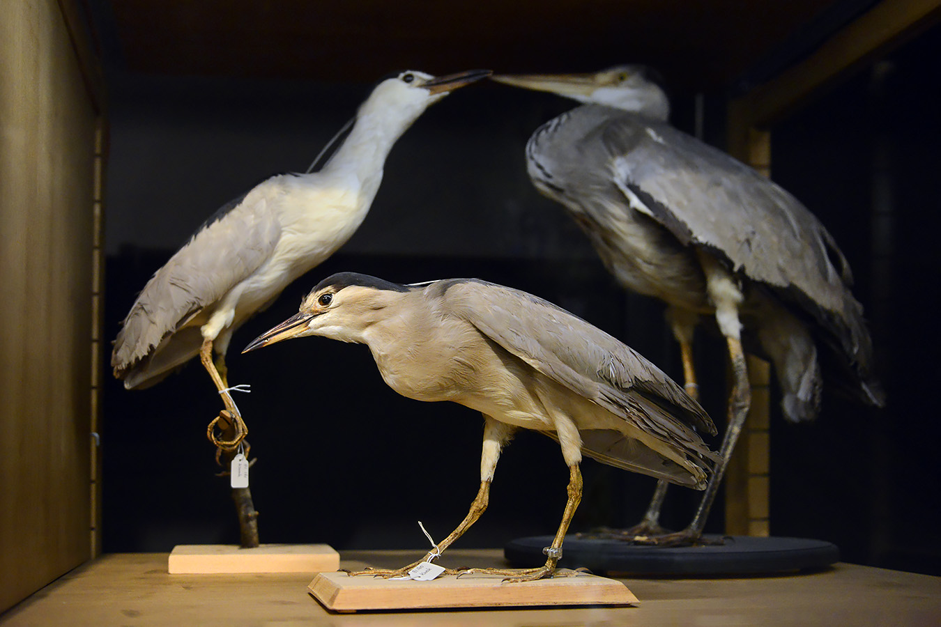 natuurmuseum brabant tilburg 1-2023 6097