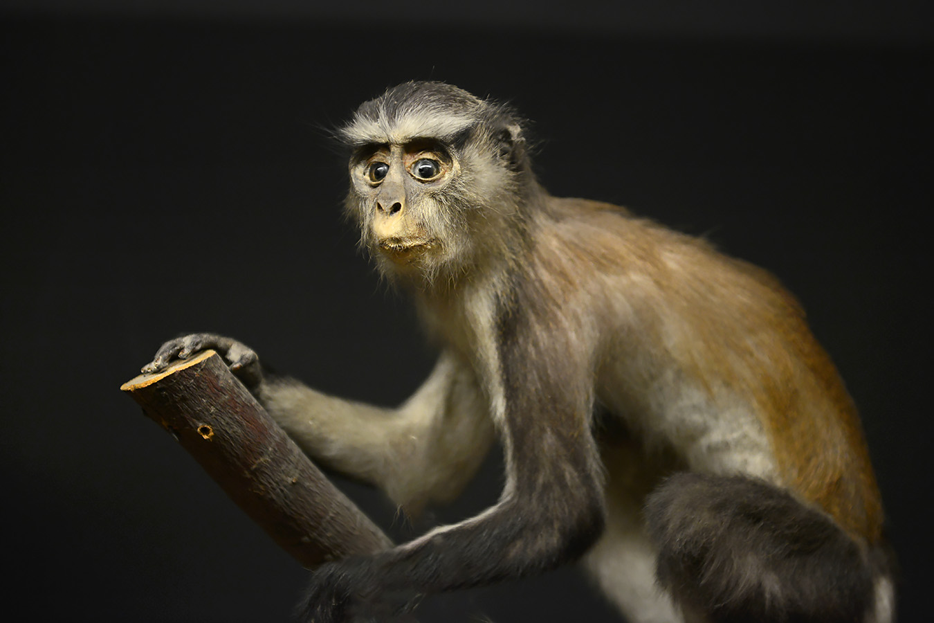 natuurmuseum brabant tilburg 1-2023 6177