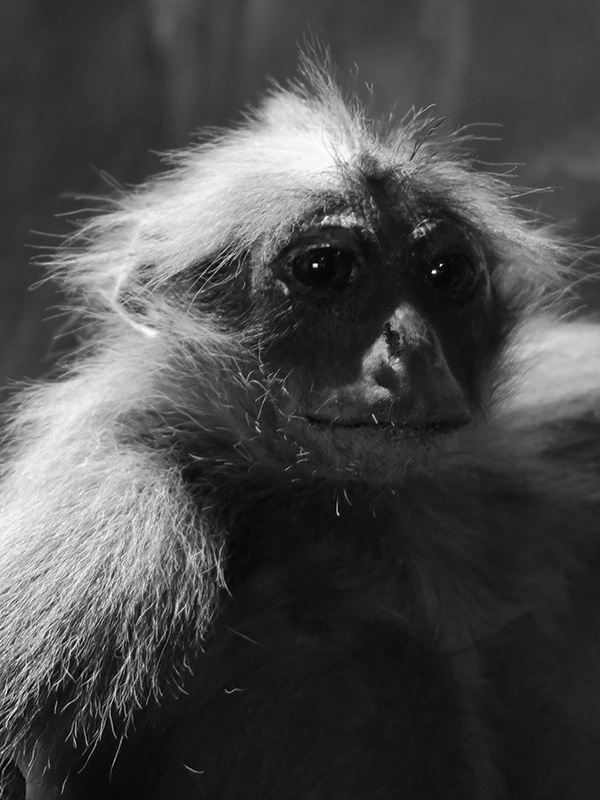 nhm oslo 7-2018 6489