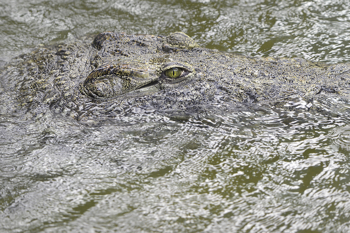 nijlkrokodil 2-2023 6428