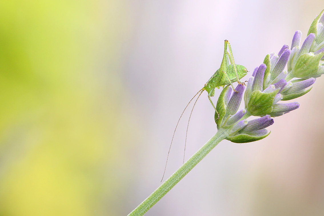 nimf struiksprinkhaan (Leptophyes punctatissima) 6-2021 7805-2