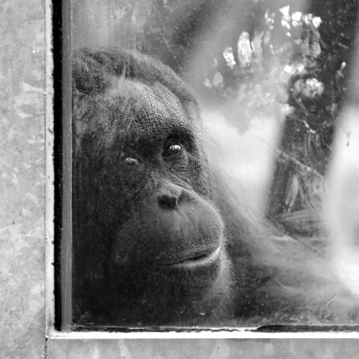 orang-oetan (pongo pygmaeus) 12-2023 9486